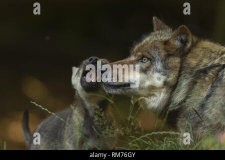 Wolf (Canis lupus) jouant avec wolf pup en été, Neuhaus, Basse-Saxe, Allemagne Banque D'Images