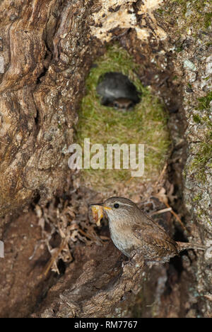 Chambre Troglodyte mignon, Troglodytes troglodytes, à l'entrée de son nid Banque D'Images