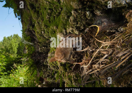 Chambre Troglodyte mignon, Troglodytes troglodytes, à l'entrée de leur nid avec leurs jeunes Banque D'Images