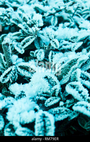 Close up contexte de feuilles avec le gel sur elle Banque D'Images