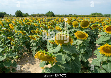 De plus en plus gros tournesols jaunes sur terrain avec des graines noires à sunny day Banque D'Images