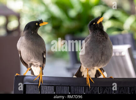 Javan Mynah, Acridotheres javanicus, visite d'un restaurant en plein air à Singapour. Les deux oiseaux sont montrant leur coutship rituels. Banque D'Images