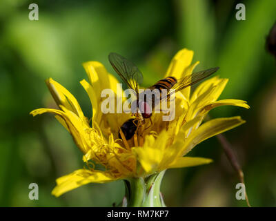 Episyrphus balteatus marmelade hoverfly (adultes) se nourrissant d'un pissenlit, Ayia Varvara Grèce Banque D'Images