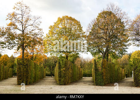 En forme d'arbustes taillés et dans les jardins du palais de Schönbrunn à Vienne, Autriche Banque D'Images