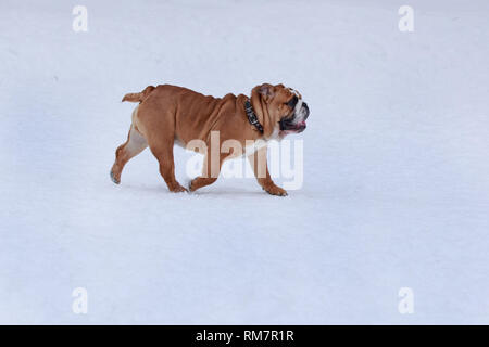 Cute british bulldog s'exécute en neige blanche. Animaux de compagnie. Chien de race pure. Banque D'Images