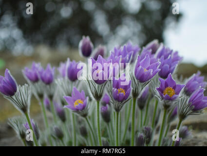 'Pulsatilla patens' - Crocus des prairies. Fleurs violettes close up. Banque D'Images