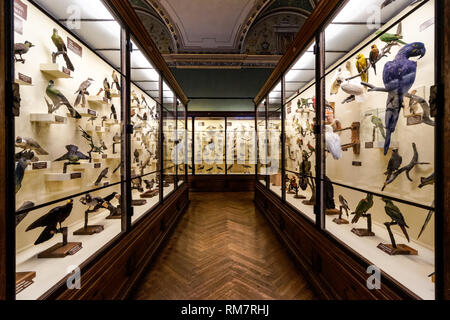 Ornithological exposé au Musée d'histoire naturelle de Vienne, Autriche Banque D'Images