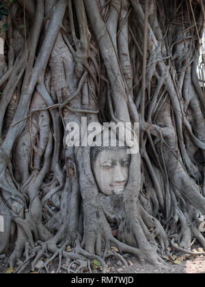 Tête de Bouddha Wat Maha That arbre Bodhi emprisonné dans les racines des arbres. Banque D'Images