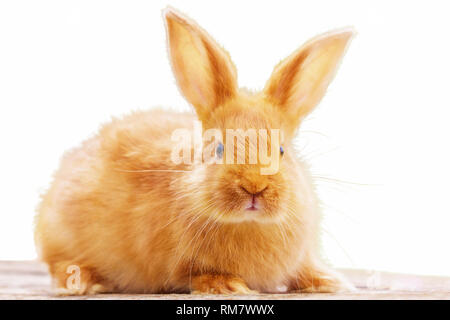 Beau lapin rouge sur blanc fond isolé Banque D'Images