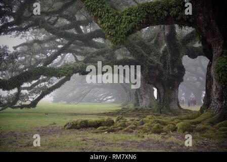 Vieux chênes étaient couverts de vignes dans un épais brouillard. La plantation d'Oak Alley est un lieu historique situé sur la rive ouest du Mississippi, États-Unis Banque D'Images