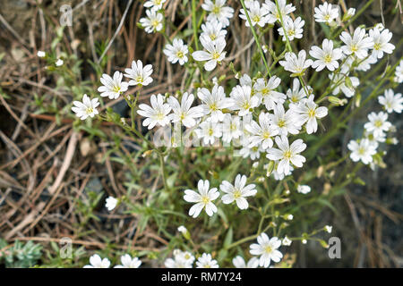 Cerastium biebersteinii fleur blanche Banque D'Images