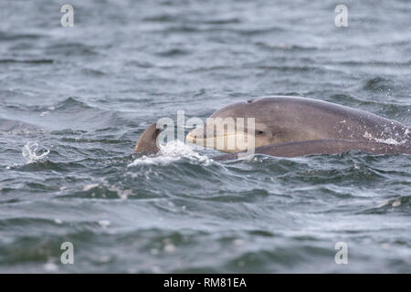 La grand dauphin (Tursiops truncatus) à la surface à côté de sa maman dans le Moray Firth, Chanonry Point, Ecosse, Royaume-Uni Banque D'Images