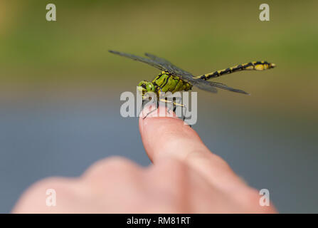 Libellule verte Ophiogomphus cecilia assis sur le doigt Banque D'Images