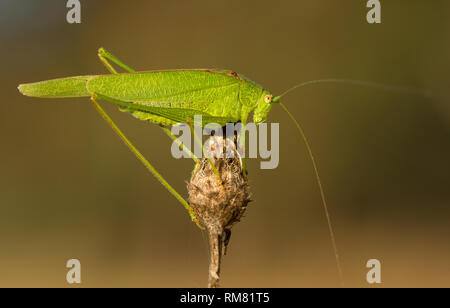 La faucille de roulement cricket Phaneroptera falcata Banque D'Images