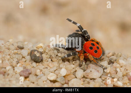 Eresus kollari spider la coccinelle dans la position de la défense Banque D'Images