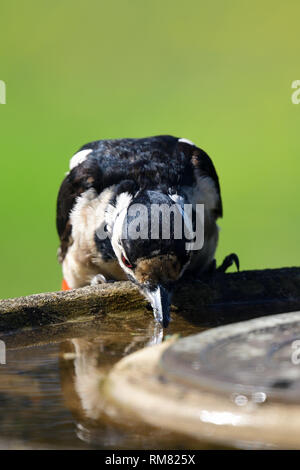 Portrait d'un grat pic mar (Dendrocopos major) boire d'un bain d'oiseaux Banque D'Images