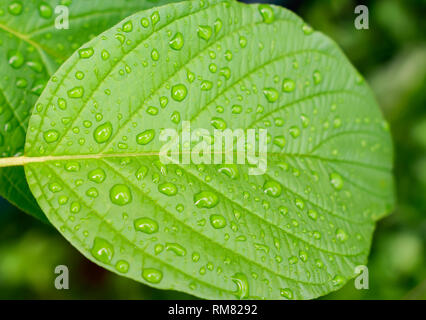 Belle feuille verte avec gouttes de pluie.vert feuille texture background. Banque D'Images