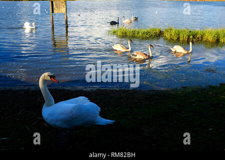 Bird, Swan, la chaussée, l'eau douce, l'île de Wight, Angleterre, Royaume-Uni, Banque D'Images