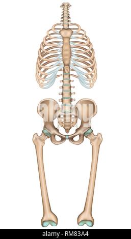 Anatomie du bassin et du thorax, vector illustration médicale sur fond blanc Illustration de Vecteur