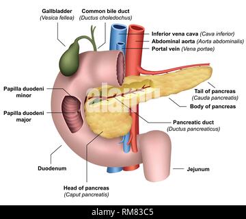 Pancréas anatomie médicale 3d vector illustration sur fond blanc Illustration de Vecteur