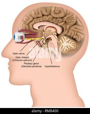 Anatomie du nerf optique médicale 3d vector illustration sur fond blanc Illustration de Vecteur