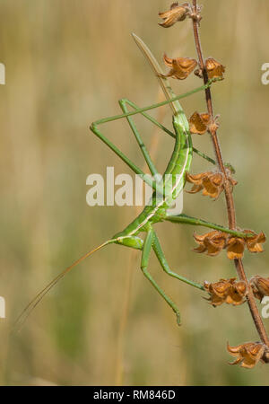 Bush cricket ou magicien dopés Saga pedo en République Tchèque Banque D'Images