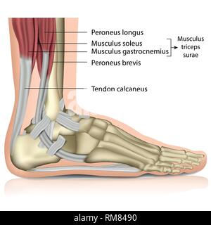 Triceps surae cheville médicale 3d vector illustration Illustration de Vecteur