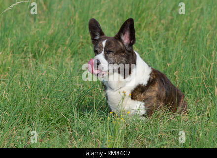 Bringé mâle Welsh Corgi Cardigan, dans une herbe Banque D'Images