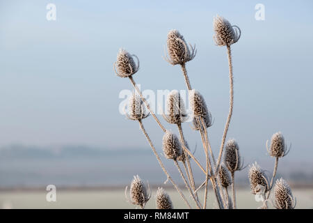 Dipsacus fullonum. Cardère couvert de givre en hiver. Cotswolds, Royaume-Uni Banque D'Images