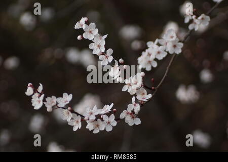 Prunus cerasifera 'Pissardii' (à feuilles pourpre prune) à Clyne gardens, Swansea, Pays de Galles, Royaume-Uni. Banque D'Images