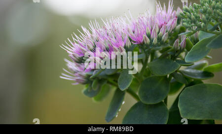 Close up of pink Sedum telephium en pleine floraison, aussi connu comme orpine stonecrop. Profondeur de champ. Banque D'Images