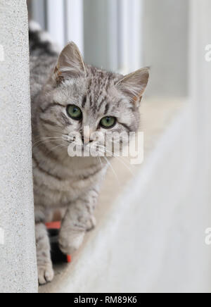 Cute kitten sur le rebord de la vitre dans l'hiver Banque D'Images