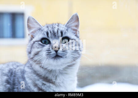 Cute kitten sur le rebord de la vitre dans l'hiver Banque D'Images