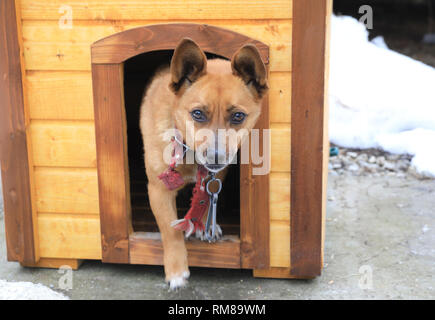 Mignon chien dans la neige en hiver Banque D'Images