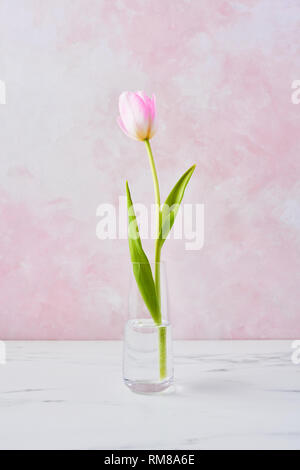 Concept de printemps. Tulipe rose fleur dans un vase de verre sur table de marbre blanc sur fond de mur rose. Le héraut de printemps. L'espace de copie pour le texte. Banque D'Images