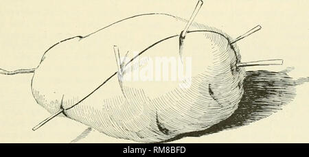 . Rapport annuel de la Cornell University Agricultural Experiment Station, Ithaca, NY, Cornell University. Poste de l'expérience agricole, Agriculture -- New York (État). Brochure de l'enseignant. 579 Colorado beetle sont aussi placés sur leurs feuilles, et quand l'agriculteur est de penser qu'il a détruit la plupart de la première couvée, de scolytes en arrivant à échéance peuvent être ici. Leçon 41. La fleur ET LE FRUIT. But.- d'appeler l'observation de l'enfant sur le fait que les plants de pomme de terre thrifty sont belles ainsi que utile. Matériel.- un spray de fleurs de pommes de terre sur le bureau de chaque élève. Boules de graines sont très rares o Banque D'Images