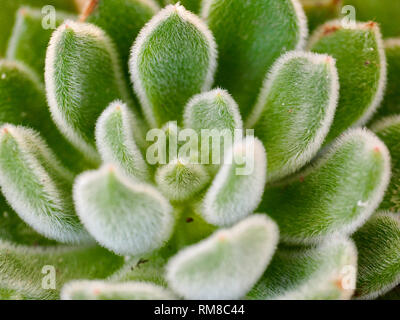 D'un feuillage floue Echeveria setosa plant Banque D'Images