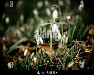 Image de la première, les perce-neige en fleurs fraîches de la saison. Close-up Banque D'Images