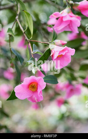 Camellia x williamsii 'Bow Bells' fleurs. Banque D'Images