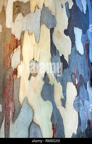 Résumé Contexte de l'écorce d'eucalyptus. texture kakis de tronc d'un eucalyptus Banque D'Images