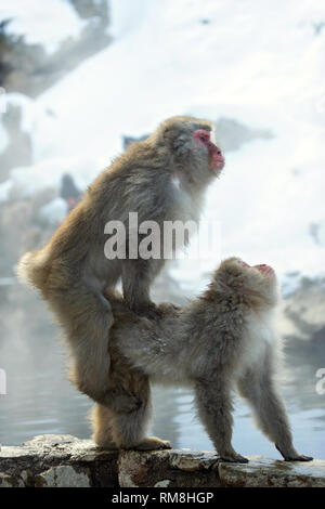 Les macaques japonais. Sources chaudes naturelles dans la saison d'hiver. Le macaque japonais, nom scientifique : Macaca fuscata, également connu sous le nom de snow monkey. Banque D'Images