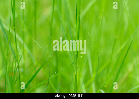 Abstract Art printemps vert ou d'arrière-plan arrière-plan naturel avec l'herbe fraîche. Focus sélectif. Banque D'Images