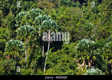 Palmiers sauvages sur Ko Surin île thaïlandaise dans le parc national de Mu Koh Surin - Thaïlande Banque D'Images