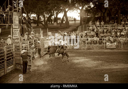 Une selle bronc rider au rodéo VFW événement dans Texas USA Banque D'Images