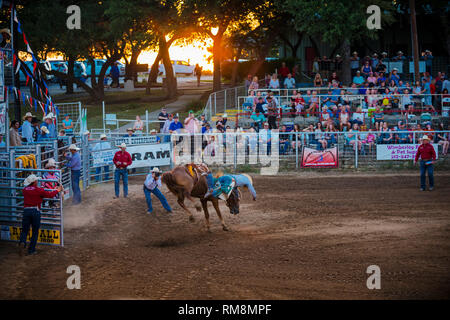 Une selle bronc rider s'effectue à l'arrêt en cas de rodéo Texas USA Banque D'Images