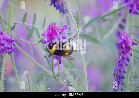 Les abeilles pollinisent les fleurs de la digitale pourpre rose à Seoul Grand Park Botanical Garden Banque D'Images