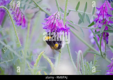 Les abeilles pollinisent les fleurs de la digitale pourpre rose à Seoul Grand Park Botanical Garden Banque D'Images