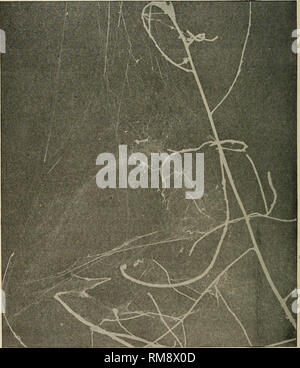 . Rapport annuel de la Cornell University Agricultural Experiment Station, Ithaca, NY, Cornell University. Poste de l'expérience agricole, Agriculture -- New York (État). Accueil Nature-Studv 770 Bien sûr. Leçon XXI. Le dôme vaporeuses. Fin. à conduire à une observation d'une araignée. Matériel.-lors d'une journée ensoleillée à la fin de l'été ou début de l'automne, à pied le long des chemins forestiers-, l'observateur attentif est sûr de voir suspendue au milieu des buissons ou dans les sommets de mauvaises herbes ou surtout chez les morts. Un Dome-Web vaporeuses. Photo de J. H. Comstock.. Veuillez noter que ces images sont extraites de la page numérisée i Banque D'Images