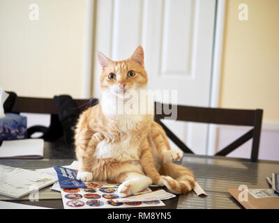 Mika l'espacement des tabby orange sur la table de la salle à manger Banque D'Images