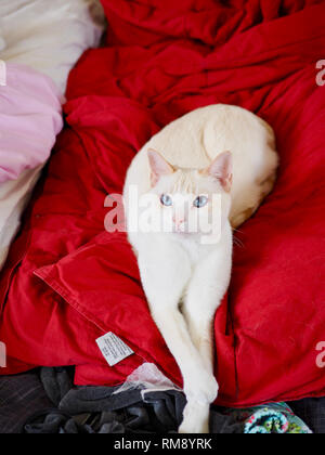 La flamme Mitzie point Siamese refroidissement sur la couverture rouge Banque D'Images